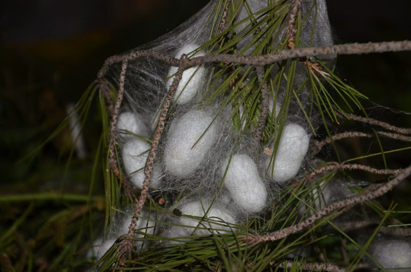 Televizyonda izlediği belgeselden etkilendi! Kendi işinin patronu oldu - Resim: 1