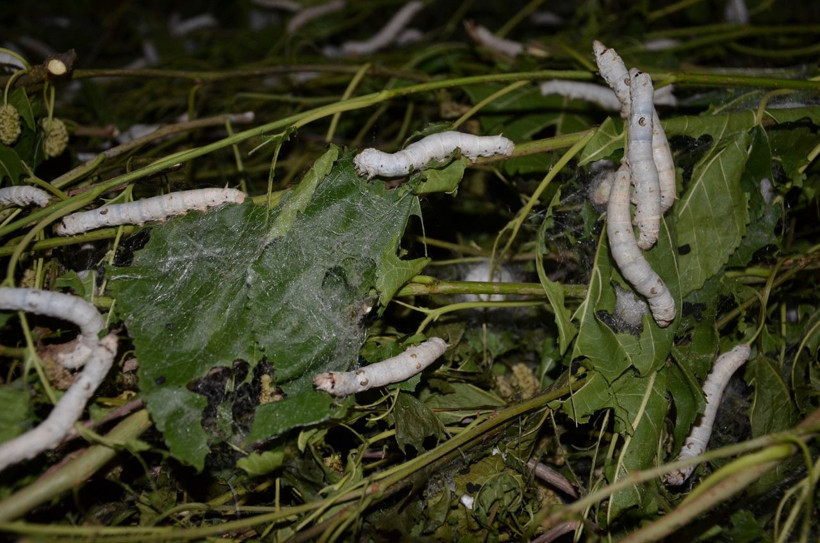 Televizyonda izlediği belgeselden etkilendi! Kendi işinin patronu oldu - Resim: 2