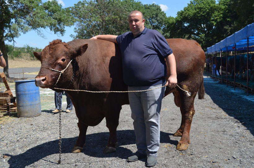 Kurbana sayılı günler kala! 1 buçuk tonluk boğa Süleymanpaşa'nın fiyatı lüks bir araba ediyor - Resim: 1