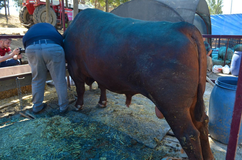 Kurbana sayılı günler kala! 1 buçuk tonluk boğa Süleymanpaşa'nın fiyatı lüks bir araba ediyor - Resim: 2