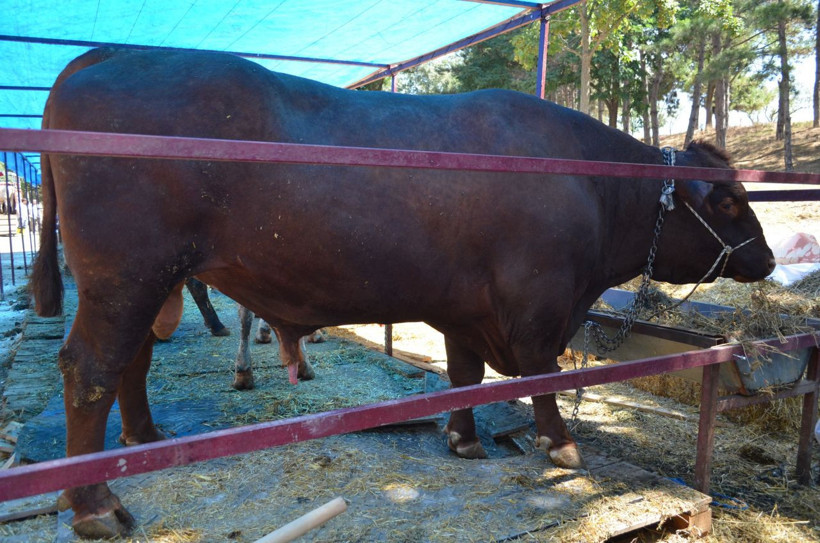 Kurbana sayılı günler kala! 1 buçuk tonluk boğa Süleymanpaşa'nın fiyatı lüks bir araba ediyor - Resim: 3