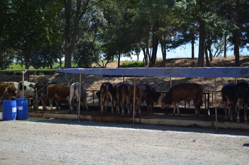 Kurbana sayılı günler kala! 1 buçuk tonluk boğa Süleymanpaşa'nın fiyatı lüks bir araba ediyor - Resim: 4