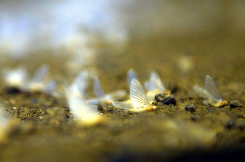 Ardahan'da ölüm uçuşu gören herkesi şaşırtıyor - Resim: 1