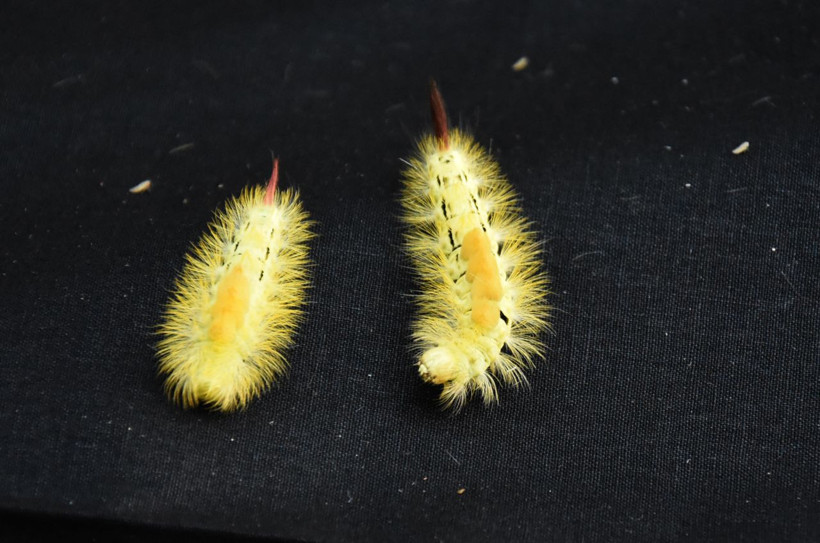Bursa'yı istila ettiler hızla yayılıp yaprakları kemiriyorlar - Resim: 2