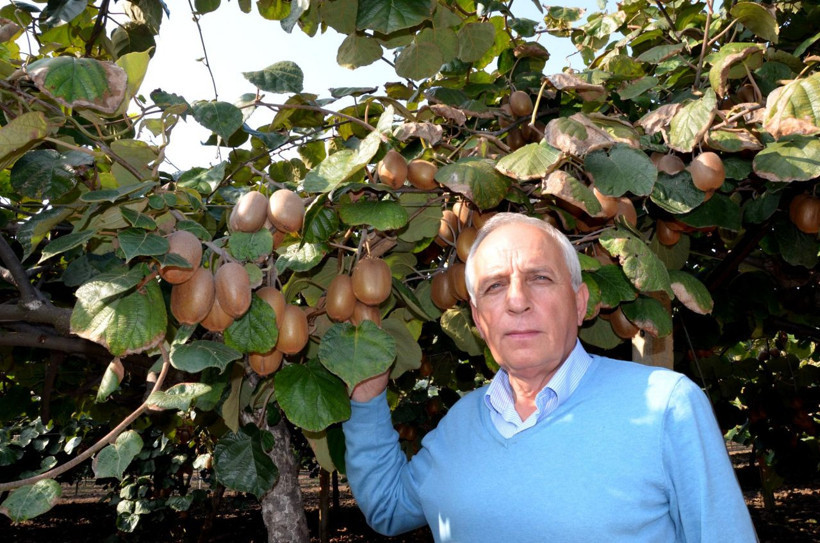 Daha hasadı başlamadan çoğu satıldı bir tanesi 4 adet portakala eşdeğer - Resim: 3