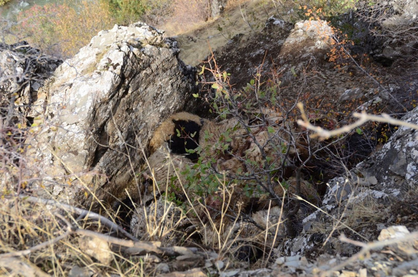 Bitlis'te uçurumdan düşen 315 koyun telef oldu - Resim: 4