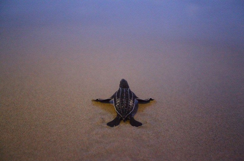 Doğa koronavirüste kendini onarıyor! Bu kez kaplumbağalar şaşırttı - Resim: 3