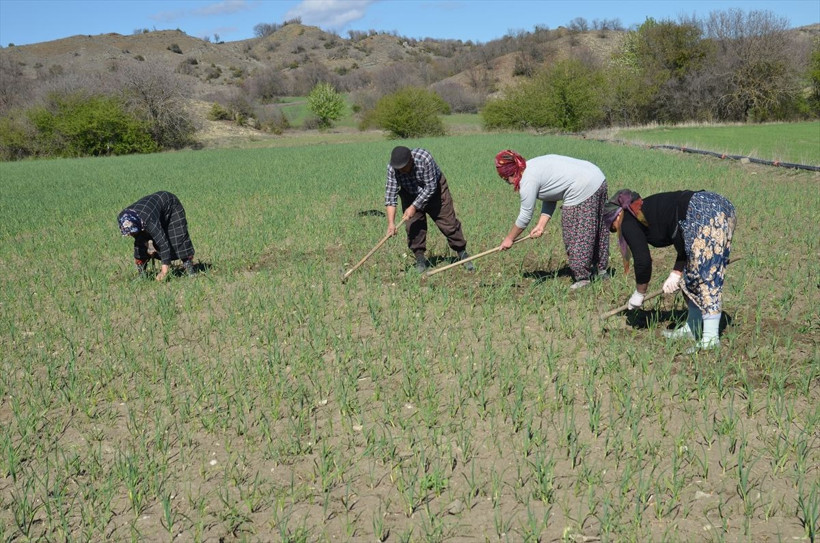 Kastamonu'da çiftçilerin sosyal mesafesi drone ile denetleniyor - Resim: 2