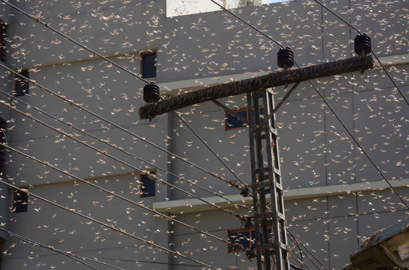 Olağanüstü hal ilan edildi! Çekirge istilası başladı - Resim: 2