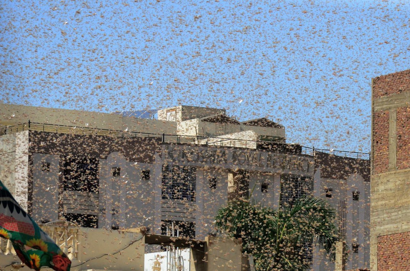 Olağanüstü hal ilan edildi! Çekirge istilası başladı - Resim: 4