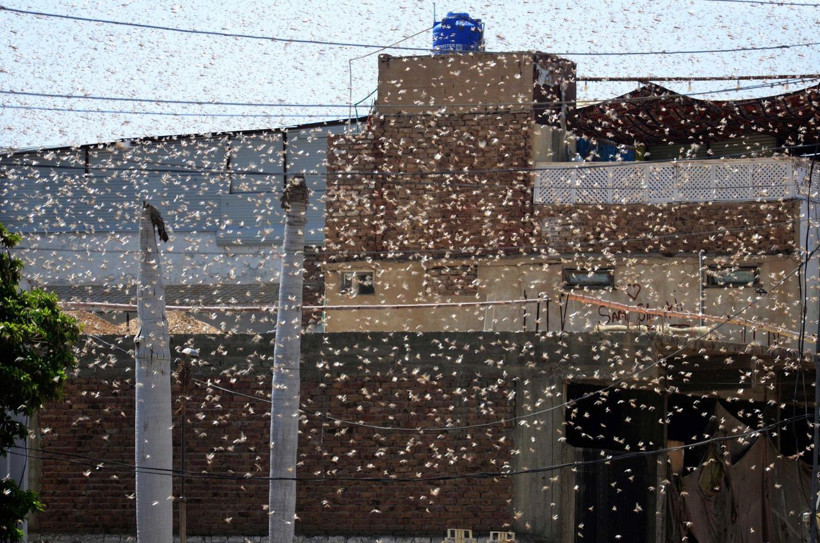 Olağanüstü hal ilan edildi! Çekirge istilası başladı - Resim: 3