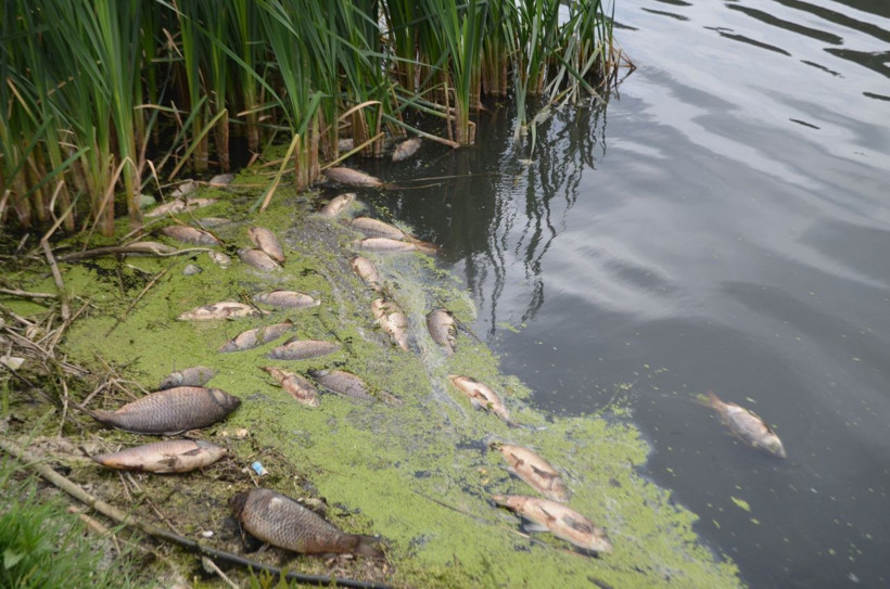 Bolu'da endişeli durum! Balık ölümleri yaşanan göl yeşil renge döndü - Resim: 2