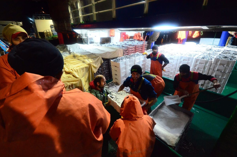 Karadenizden hamsi fışkırdı! Hamsinin kilosu 8 liraya kadar düştü - Resim: 1