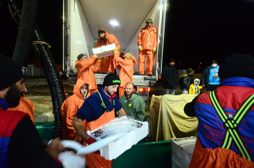 Karadenizden hamsi fışkırdı! Hamsinin kilosu 8 liraya kadar düştü - Resim: 4