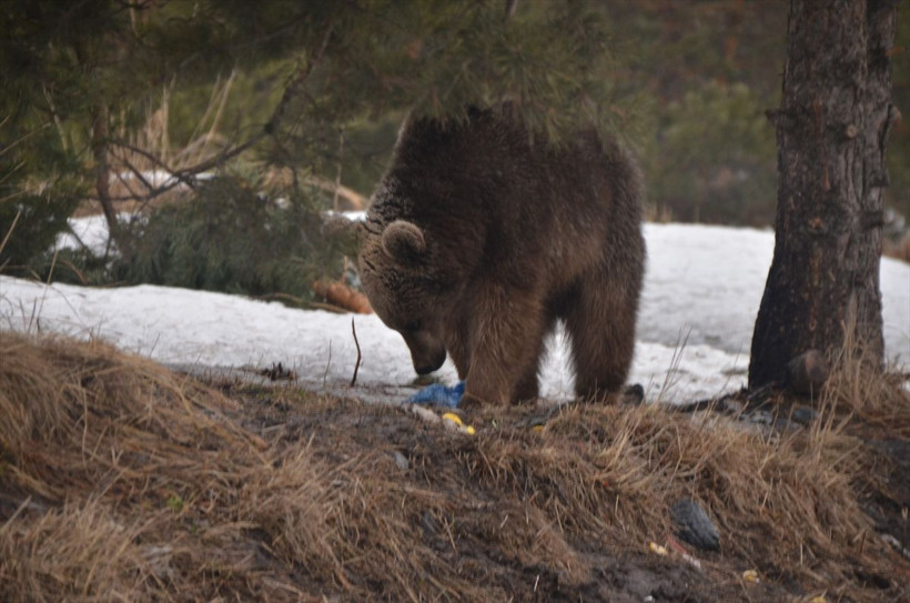 Kars'ta boz ayılar kış uykusundan uyandı! Yiyecek arayışına çıkan ayılarla selfie çekti - Resim: 4