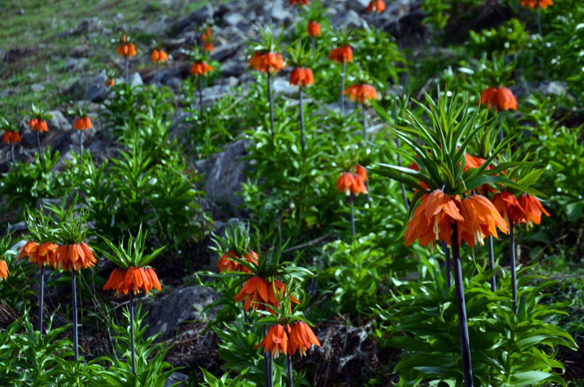 Muş'ta görülen ters laleleri koparanlara 80 bin lira para cezası - Resim: 1