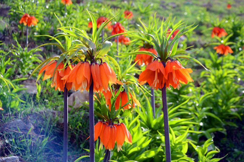 Muş'ta görülen ters laleleri koparanlara 80 bin lira para cezası - Resim: 2
