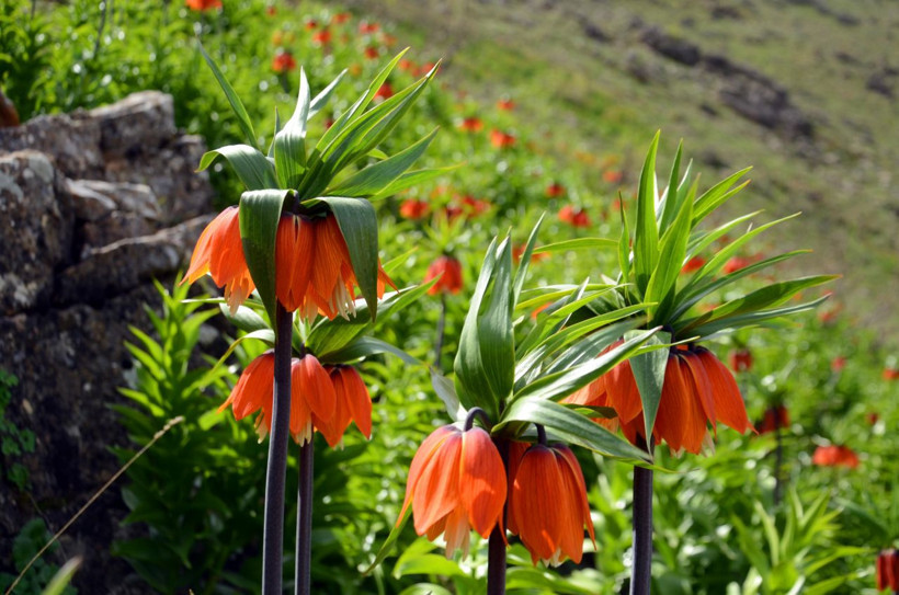 Muş'ta görülen ters laleleri koparanlara 80 bin lira para cezası - Resim: 3