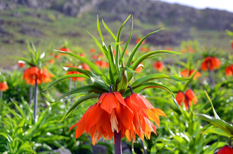 Muş'ta görülen ters laleleri koparanlara 80 bin lira para cezası - Resim: 4