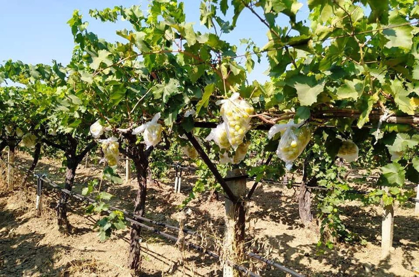 Manisa'da çiftçinin yaptığı konuşuluyor: 4 bin salkımı çöp poşetleriyle kapladı - Resim: 3