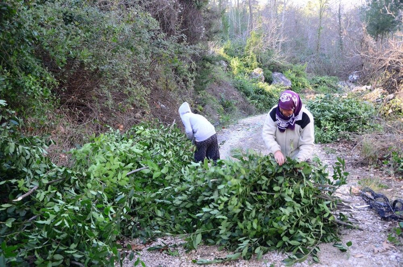Aylık 25 bin TL kazanıyorlar paraya para demiyorlar! Antalya'dan Avrupa'ya satıyorlar: Ayağımızdan gelip alıyorlar - Resim: 2