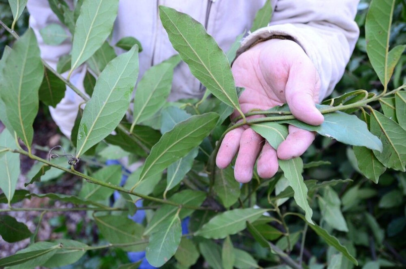 Aylık 25 bin TL kazanıyorlar paraya para demiyorlar! Antalya'dan Avrupa'ya satıyorlar: Ayağımızdan gelip alıyorlar - Resim: 3