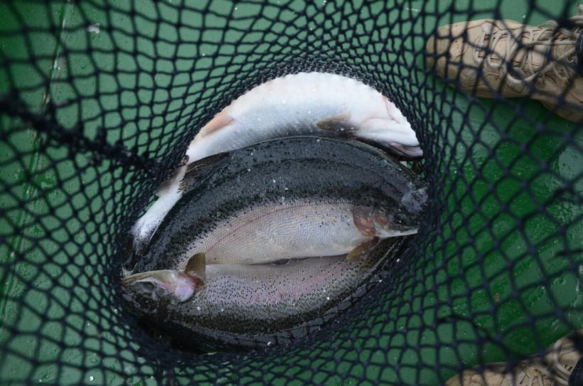 Tonlarca üretiliyor! Rusya Japonya'dan Ordu'ya sipariş yağıyor: Ekonomiye 180 milyon TL'lik katkı - Resim: 1