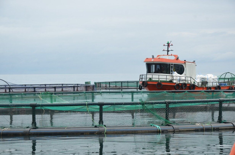 Tonlarca üretiliyor! Rusya Japonya'dan Ordu'ya sipariş yağıyor: Ekonomiye 180 milyon TL'lik katkı - Resim: 3