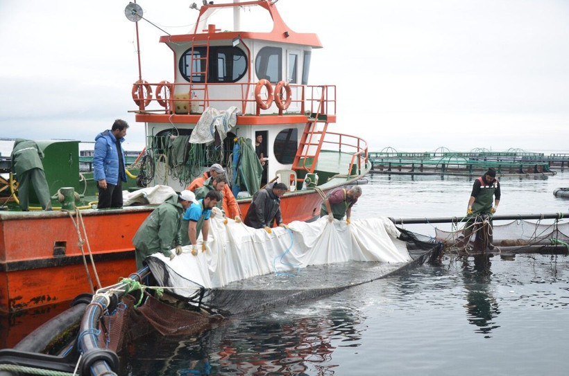 Tonlarca üretiliyor! Rusya Japonya'dan Ordu'ya sipariş yağıyor: Ekonomiye 180 milyon TL'lik katkı - Resim: 4