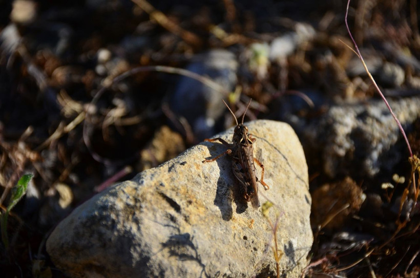Osmaniye alarmda! Çiftçilerin korkulu rüyası çekirgeler tarım arazilerini istila etti - Resim: 2