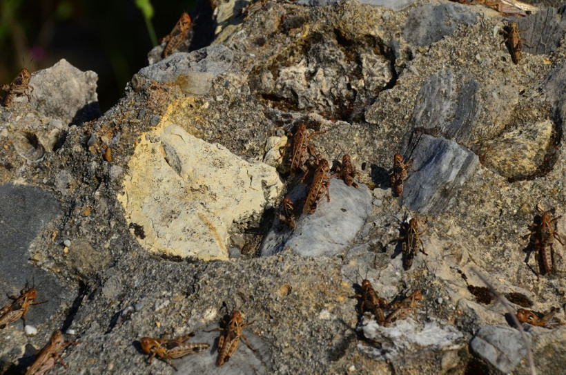 Osmaniye alarmda! Çiftçilerin korkulu rüyası çekirgeler tarım arazilerini istila etti - Resim: 3