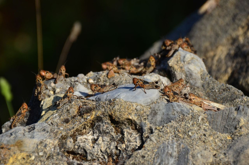 Osmaniye alarmda! Çiftçilerin korkulu rüyası çekirgeler tarım arazilerini istila etti - Resim: 4