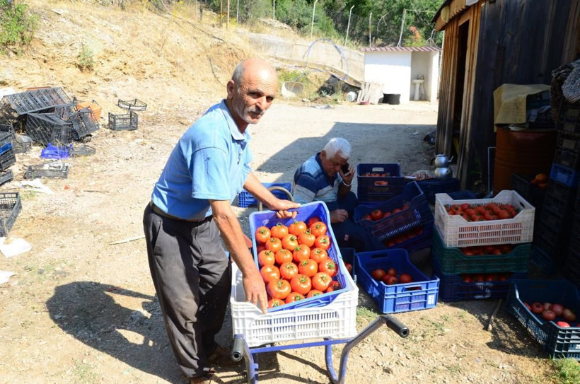 800 rakımda deneme amaçlı başladı şimdi 50 ton üretip Antalya'da satıyor - Resim: 4