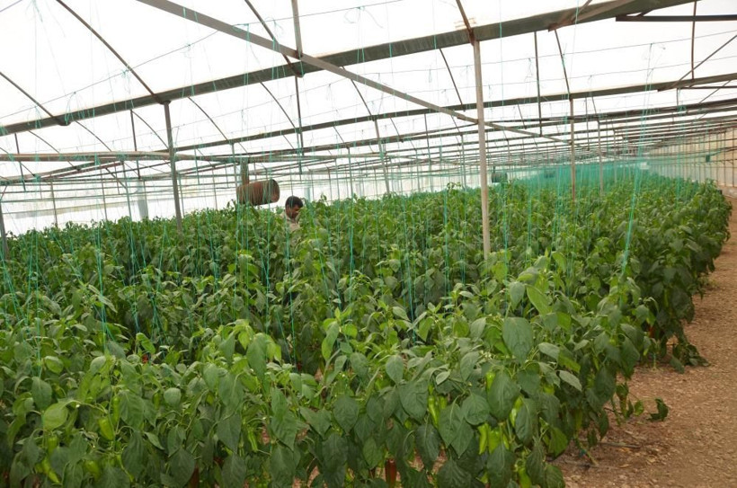 800 rakımda deneme amaçlı başladı şimdi 50 ton üretip Antalya'da satıyor - Resim: 2