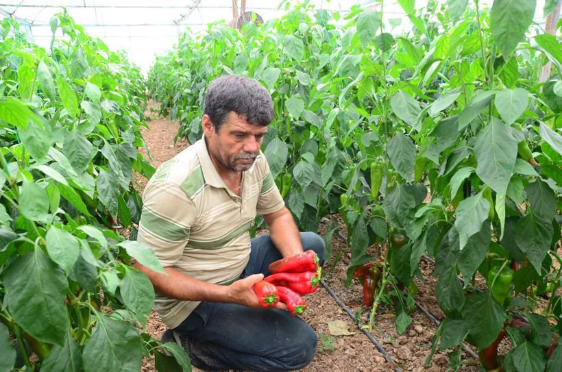 800 rakımda deneme amaçlı başladı şimdi 50 ton üretip Antalya'da satıyor - Resim: 3