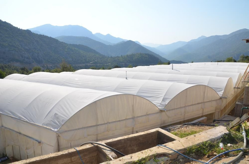 800 rakımda deneme amaçlı başladı şimdi 50 ton üretip Antalya'da satıyor - Resim: 1