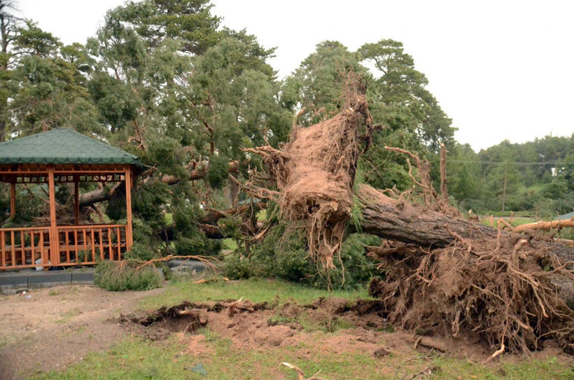 Kars'ta yaşanan hortum felaketi ağaçları kökünden söktü! - Resim: 1
