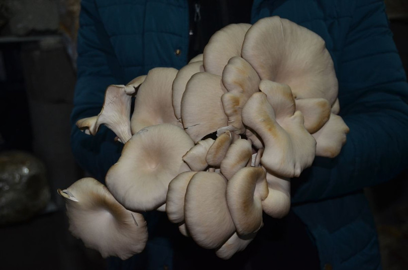 Sosyal medyada gördü evin üst katını üretim tesisi yaptı marketlere satarak para kazandı - Resim: 2