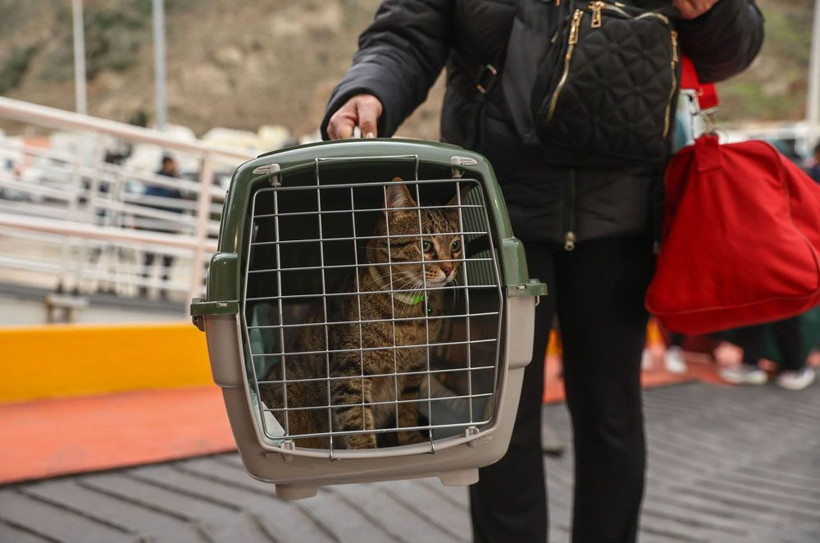Ege'deki sismik hareketlilik! 9 bin kişi Santorini Adası'nı terk etti - Resim: 2