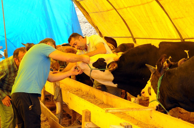 Kurbanlık dana ve koyun fiyatları en iyi kurbanı seçme tüyosu! - Resim: 2