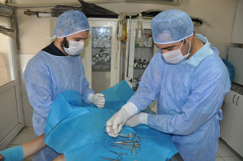 Bacakları kopan hamile kediye protez - Resim: 2