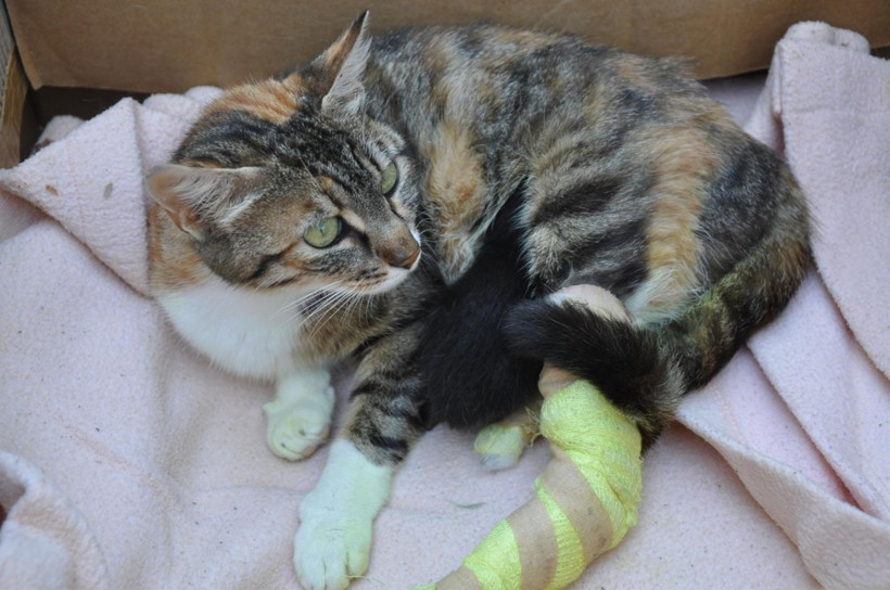 Bacakları kopan hamile kediye protez - Resim: 3