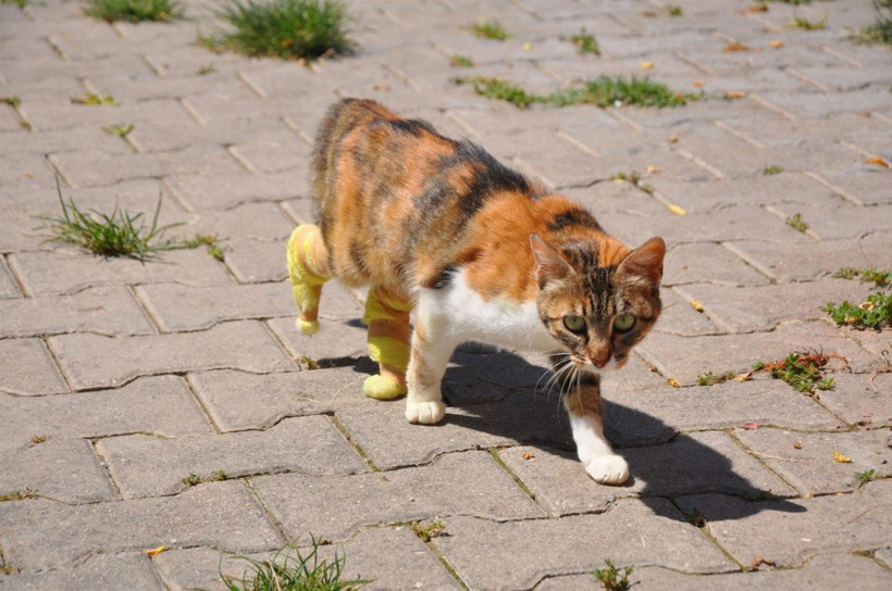 Bacakları kopan hamile kediye protez - Resim: 4