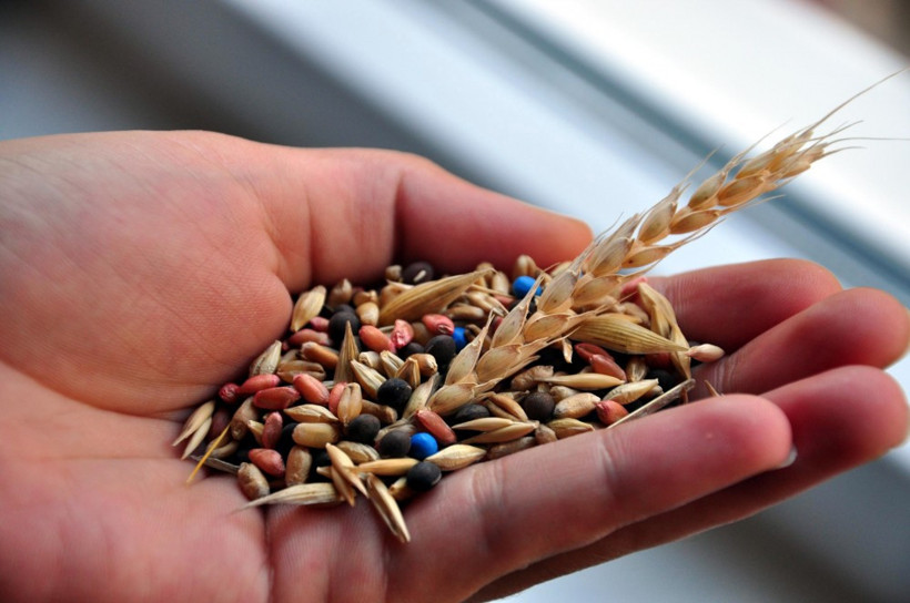  Türkiye  İsrail'e tohumluk ihraç ediyor - Resim: 2