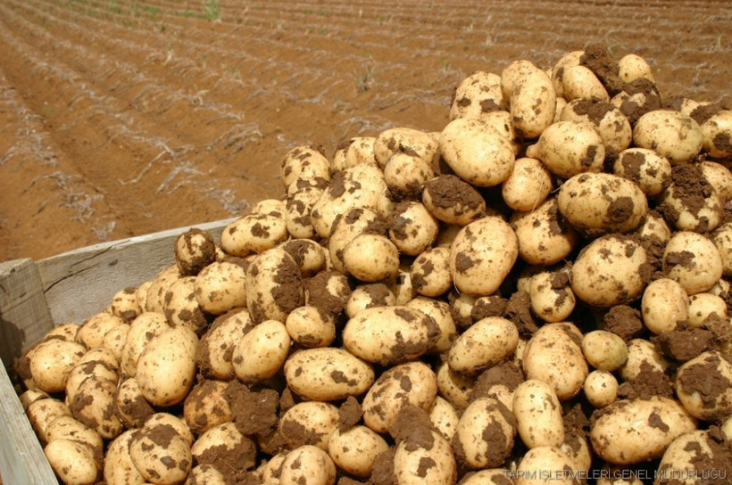  Türkiye  İsrail'e tohumluk ihraç ediyor - Resim: 4