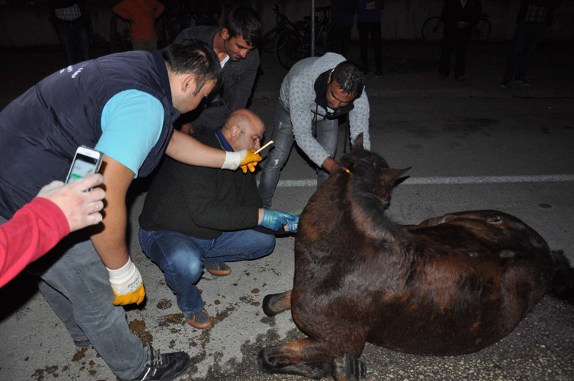 Doğum sancısı çeken at, kepçeyle doğuma götürüldü - Resim: 2