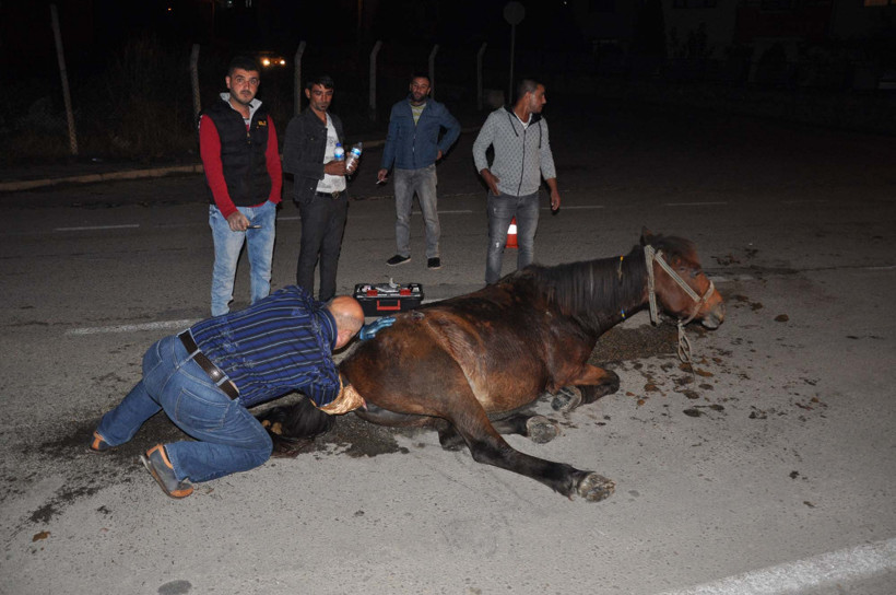 Doğum sancısı çeken at, kepçeyle doğuma götürüldü - Resim: 3
