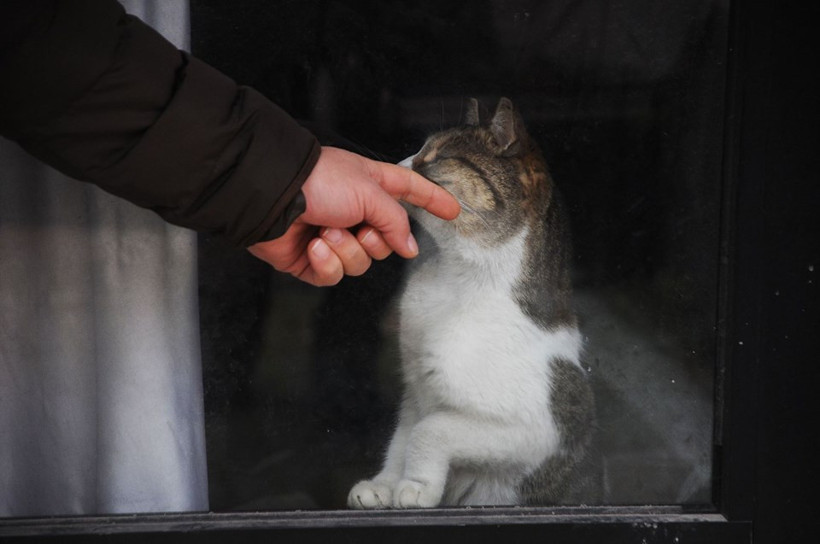 Garajda mahsur kaldı 3 haftadır kurtarılmayı bekliyor - Resim: 1