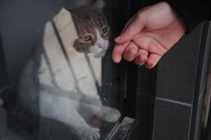 Garajda mahsur kaldı 3 haftadır kurtarılmayı bekliyor - Resim: 2