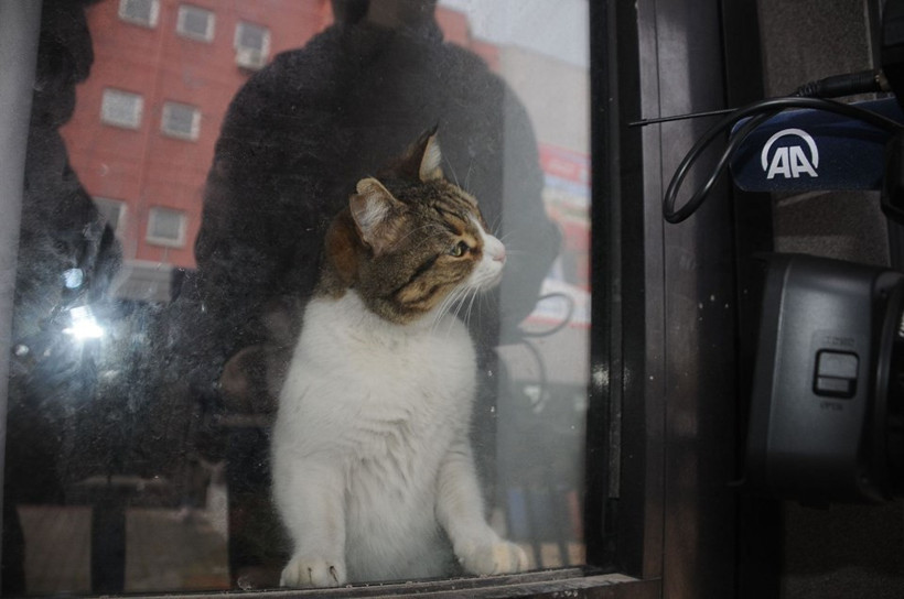 Garajda mahsur kaldı 3 haftadır kurtarılmayı bekliyor - Resim: 4